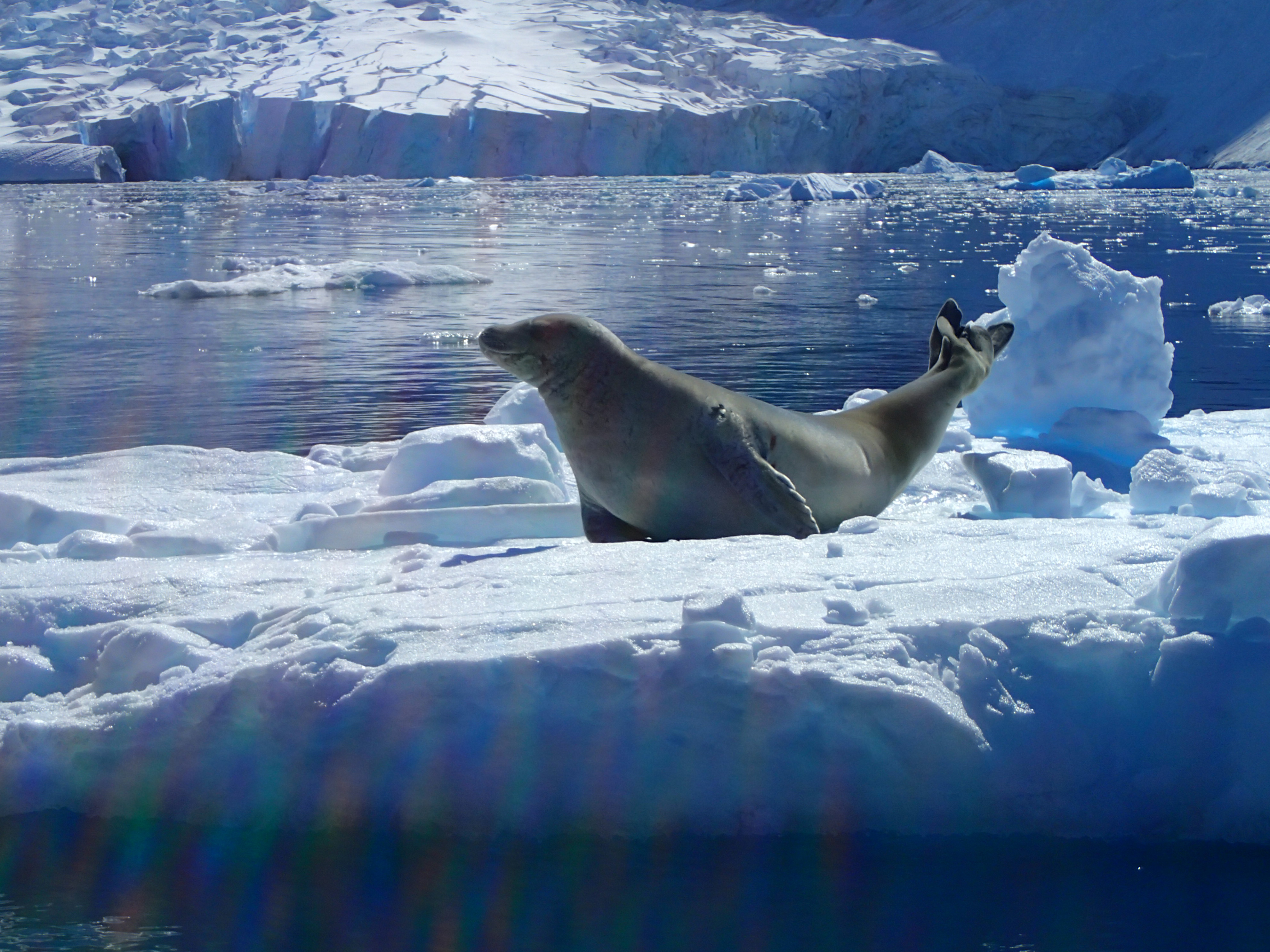 20200117T133839-0300 - ATA - - Seal - on ice float - P1174326.JPG